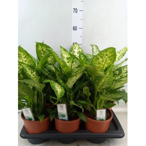 Dieffenbachia  'Compacta'