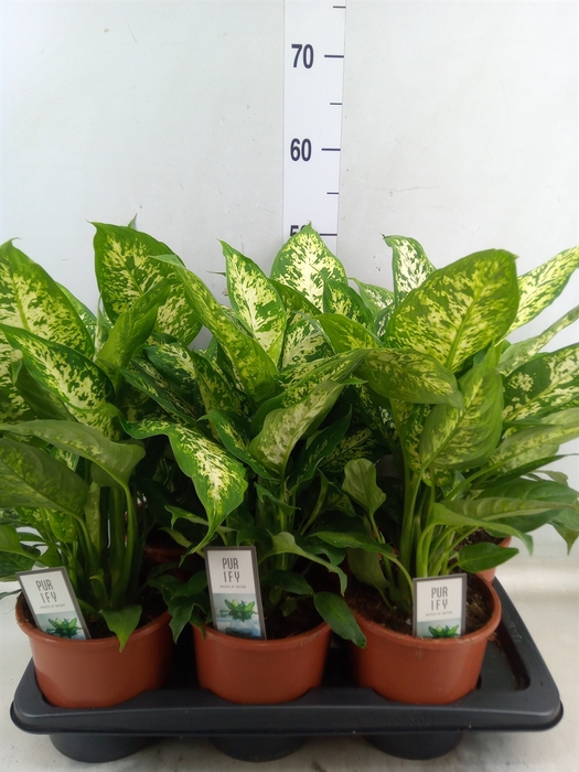 <h4>Dieffenbachia  'Compacta'</h4>