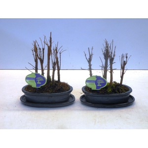 metasequoia glyptostroboides group, 5 stem, with drip tray