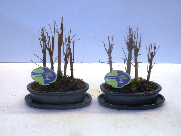 <h4>metasequoia glyptostroboides group, 5 stem, with drip tray</h4>