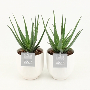 Aloe Mohawk in Liv keramiek