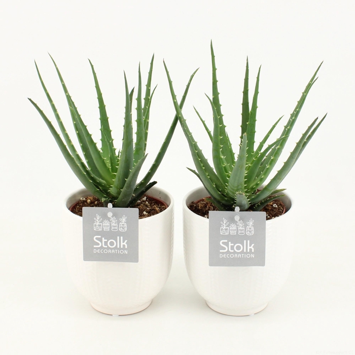<h4>Aloe Mohawk in Liv keramiek</h4>