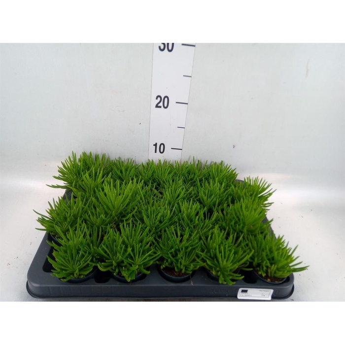 <h4>Senecio archeri 'Himalaya'</h4>