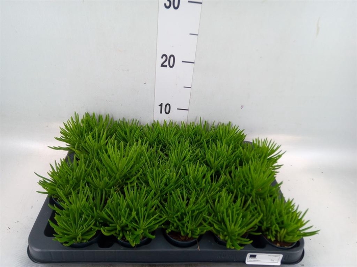 <h4>Senecio archeri 'Himalaya'</h4>