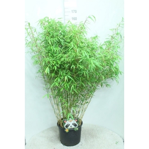 Fargesia rufa