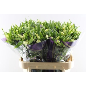 Alstr White Swan (wit)