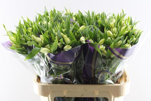 <h4>Alstr White Swan (wit)</h4>