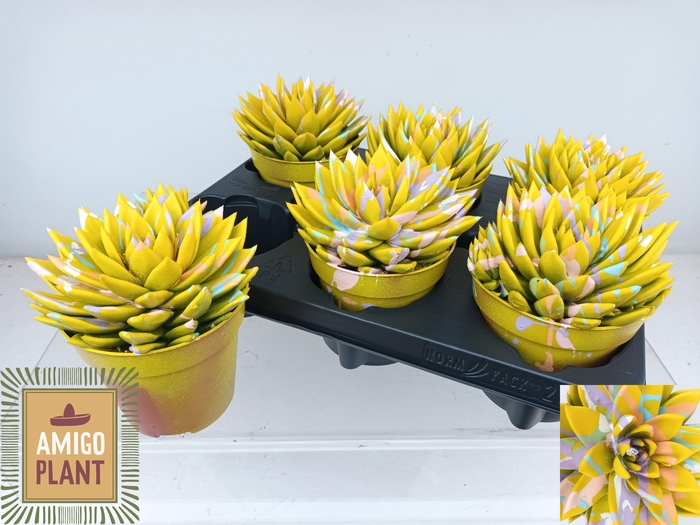 <h4>ECHEV MIRANDA</h4>