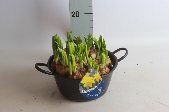 <h4>ARR NARCISSUS</h4>