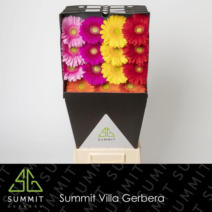 <h4>GE GR MIXED GREEN EYE</h4>