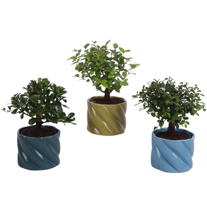 Bonsai Indoor Mix Ø 9cm Ball Shape in Ø11cm Ceramic FB674