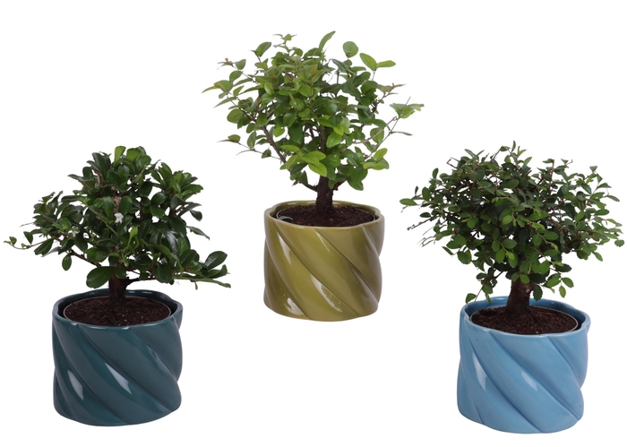 <h4>Bonsai Indoor Mix Ø 9cm Ball Shape in Ø11cm Ceramic FB674</h4>