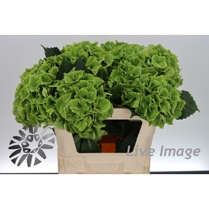 Hydrangea mag emerald classic