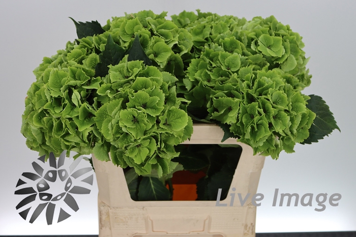 <h4>Hydrangea mag emerald classic</h4>