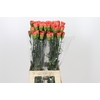 Dianthus St Arno
