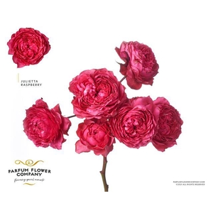 Rosa spray garden julieta raspberry