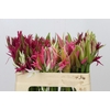 Nerine Mix