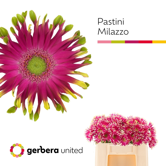 <h4>GE KV PASTINI MILAZZ</h4>