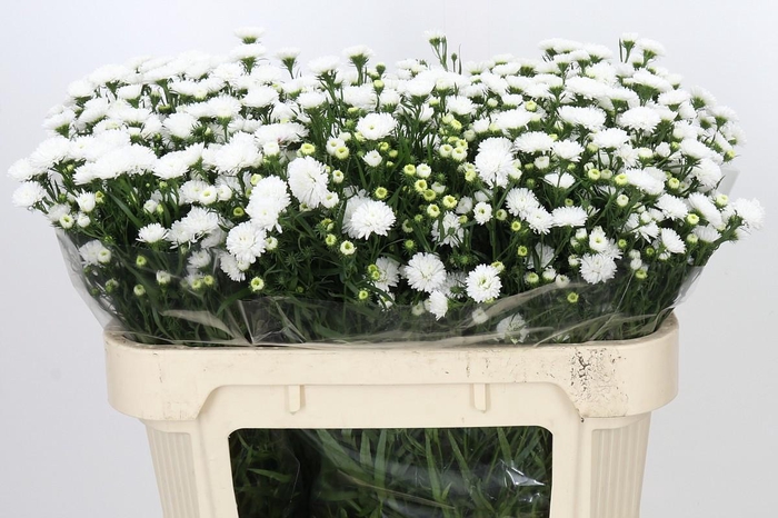 <h4>Aster Pretty Wendy</h4>