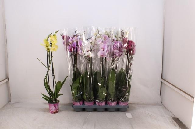 <h4>PHAL GEM 5 KL</h4>