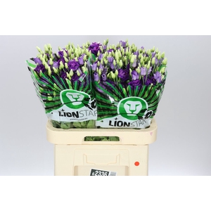 Eust Du Rosita Blue