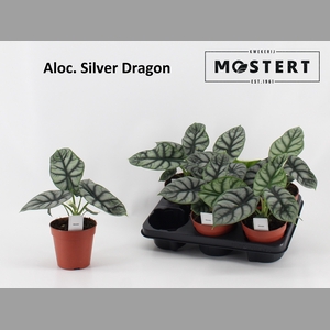 ALOC OV