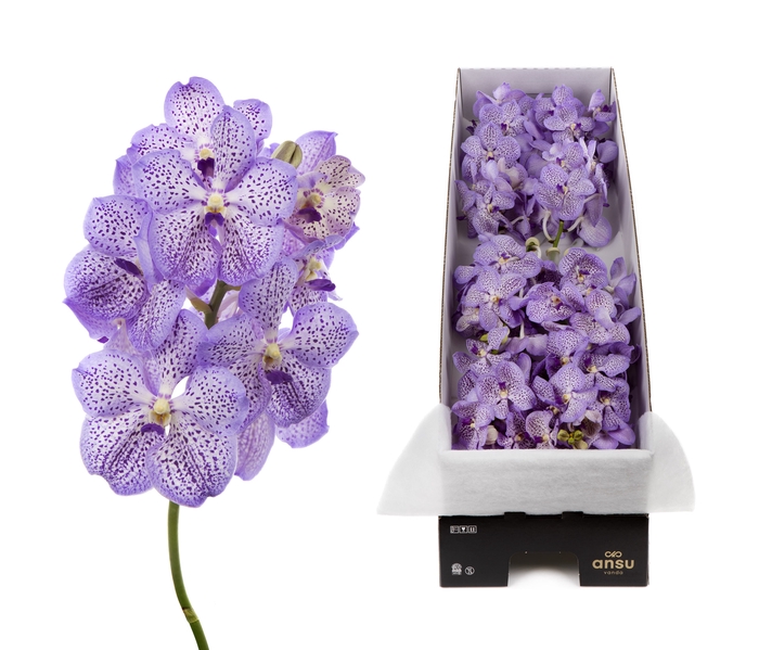 Vanda Mauve Spot