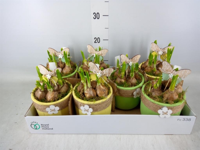 <h4>Arr.  Narcissus</h4>