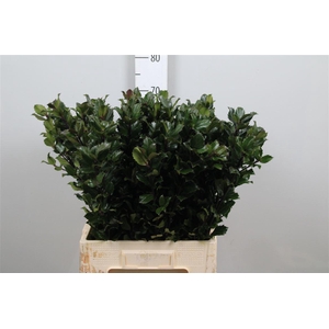 Ilex Bl M Blu Prince