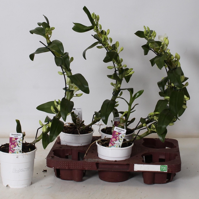 <h4>DEND NOBILE</h4>