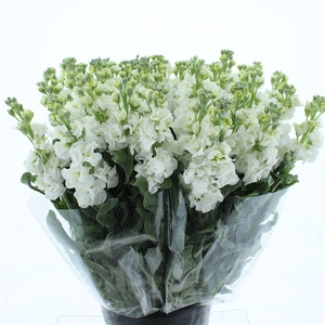 Matth Incana Iron White Super