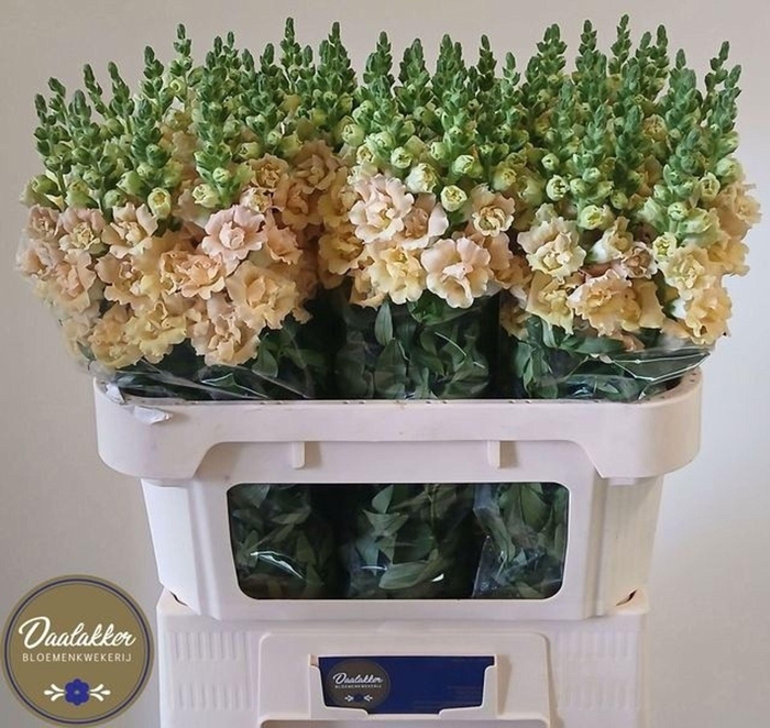 <h4>ANTIRRHINUM MAJUS 'HOLLY DBL CHAMP'</h4>