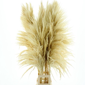 Corta Dried X X L Bleached White