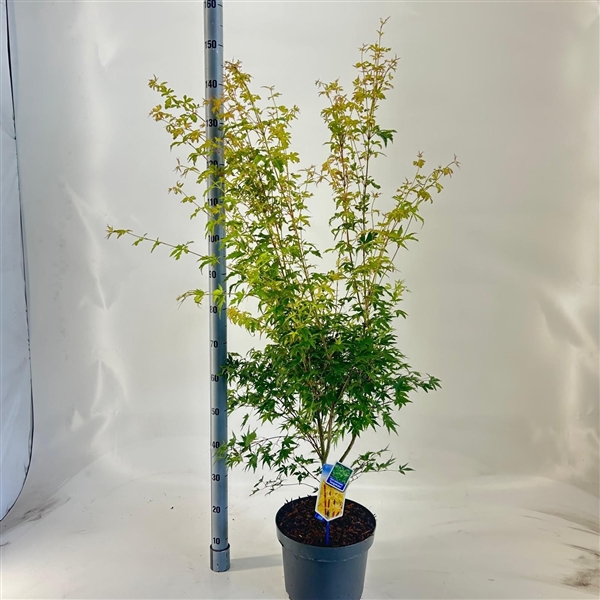 <h4>Acer pal. 'Sangokaku'</h4>