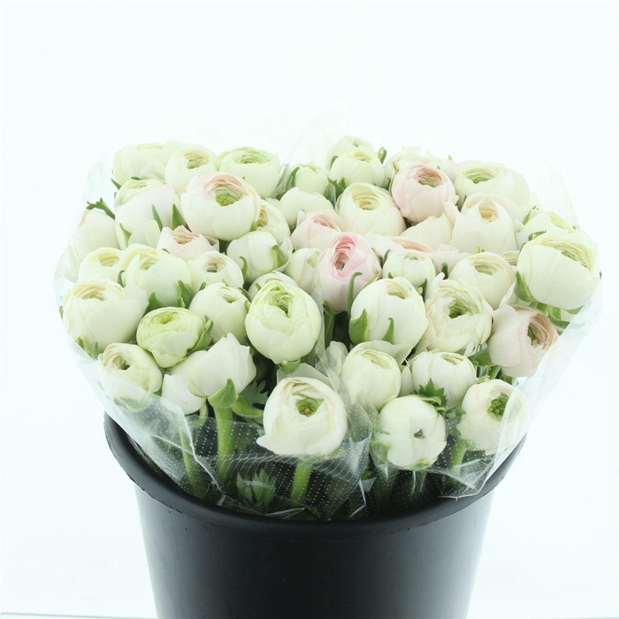 <h4>Ran Su Sr Hanoi Super</h4>