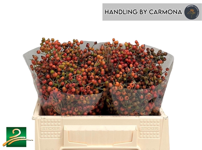 <h4>ROSA CORALLO</h4>