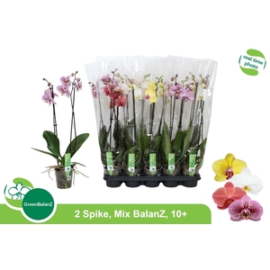 PHAL GEM
