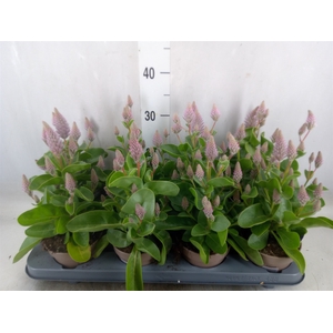 Ptilotus exaltatus 'Joey'