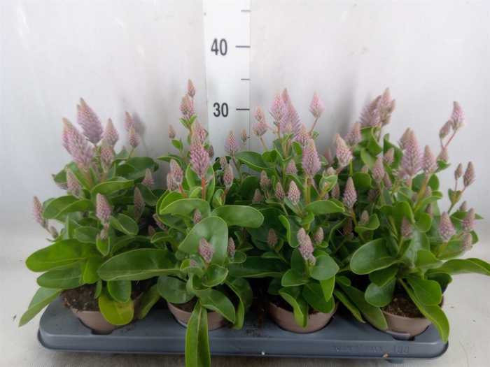 <h4>Ptilotus exaltatus 'Joey'</h4>