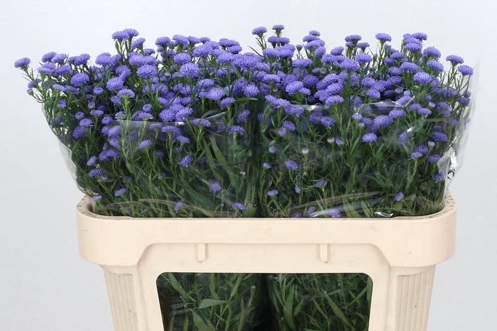 <h4>Aster Baby Parade</h4>
