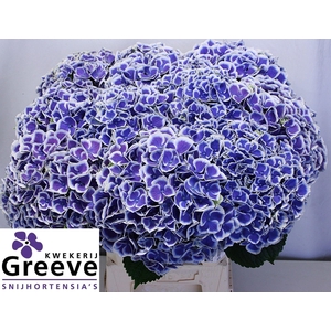 HYDRANGEA  'BEAUTENSIA DALI'
