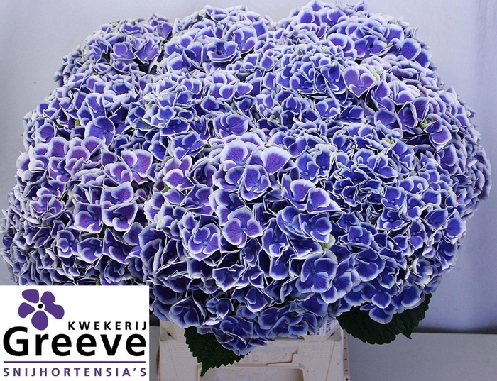 <h4>HYDRANGEA  'BEAUTENSIA DALI'</h4>