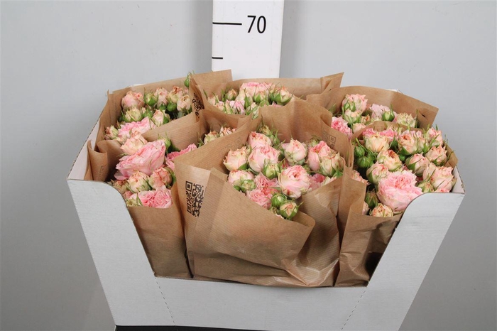 <h4>R Tr Grandmas Mary</h4>