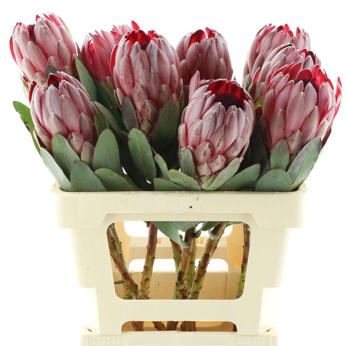 <h4>PROTEA SHARONET</h4>
