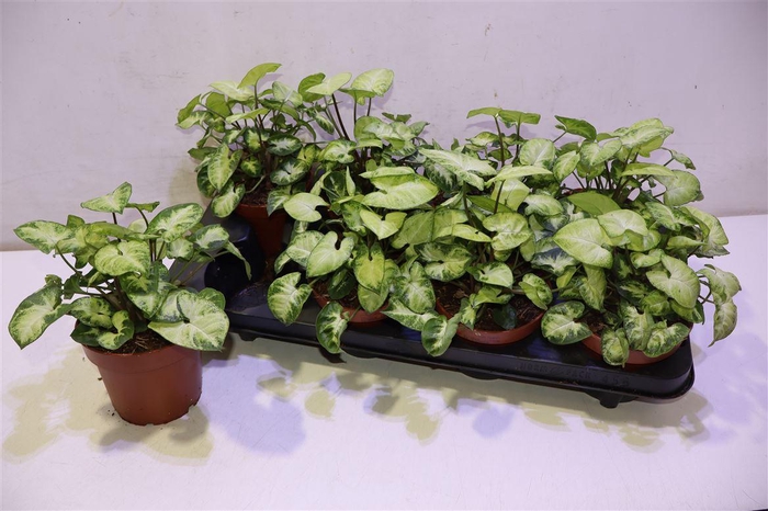 <h4>arr8 Syng Pixie</h4>