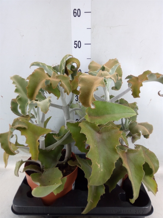 <h4>Kalanchoe NF   ...</h4>