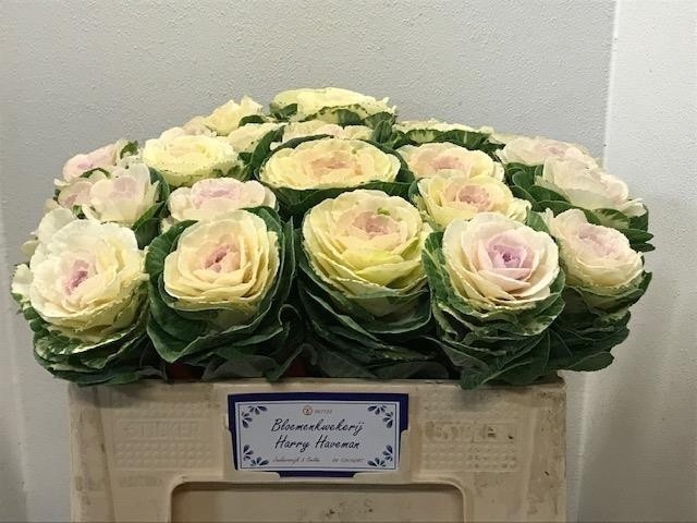 <h4>BRASS WHITE CRANE</h4>