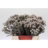 Kaaps Groen Silver Brunia