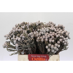 Cape Green Silver Brunia