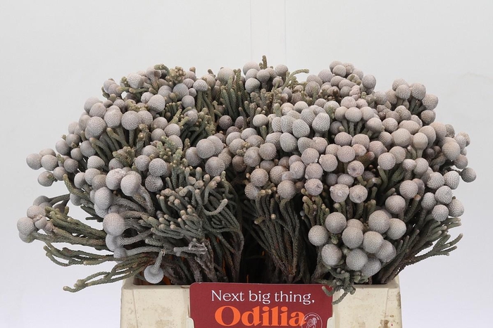 <h4>Cape Green Silver Brunia</h4>